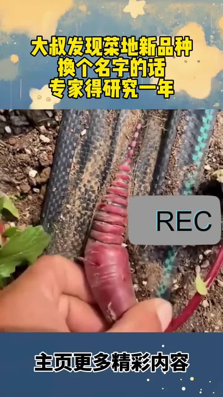 大叔发现菜地的新品种,换个名字的话,专家得研究一年