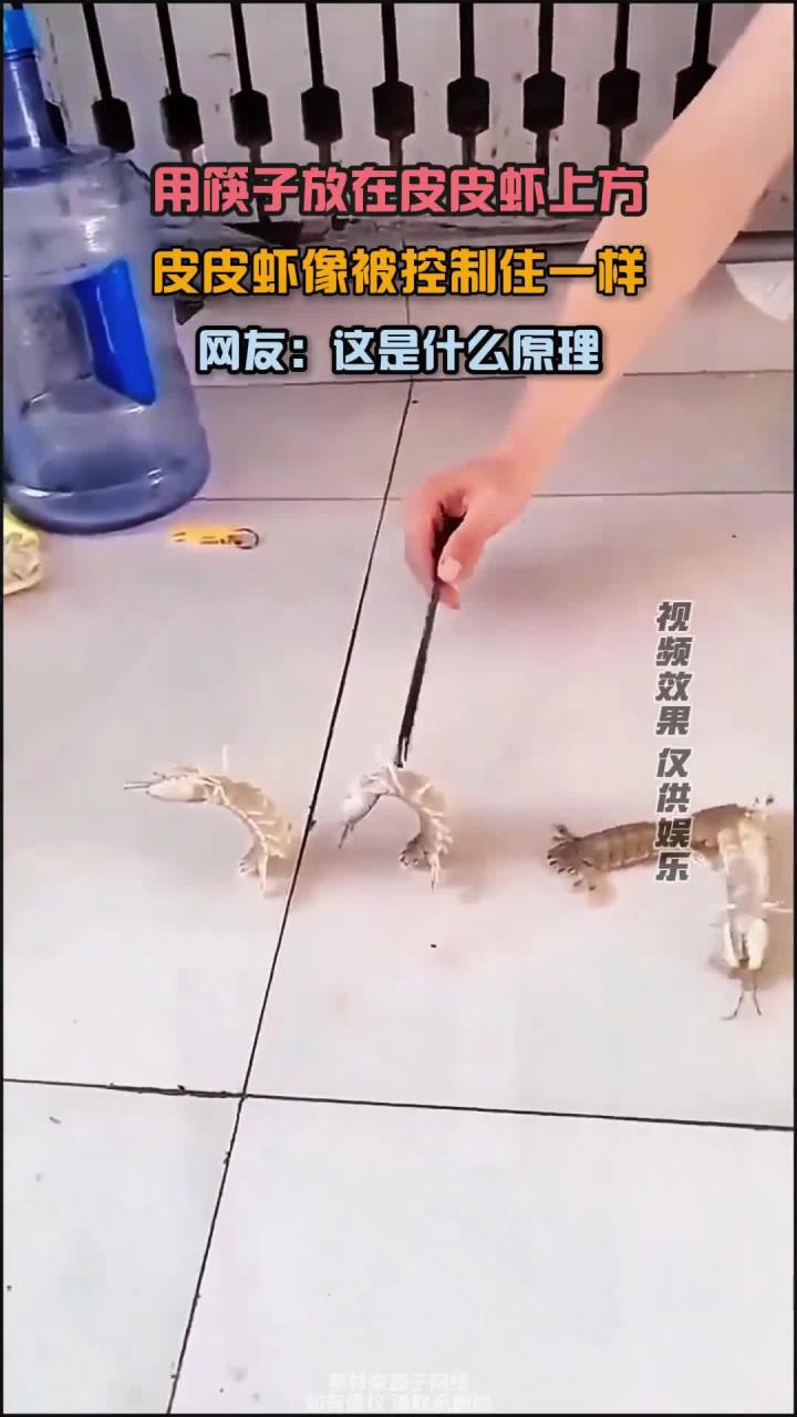 筷子放在皮皮虾上方,皮皮虾像被控制住一样,网友:这是什么原理