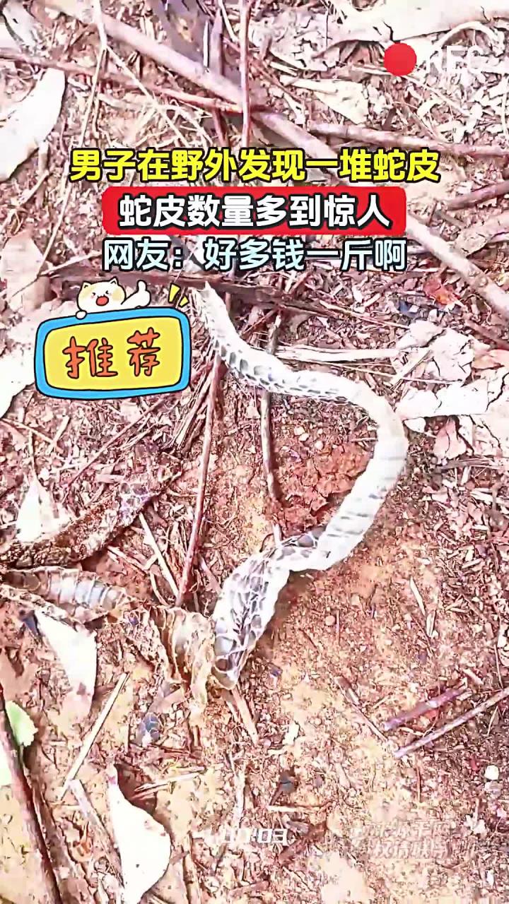 男子在野外发现一堆蛇皮,蛇皮数量多到惊人,网友:好多钱一斤啊