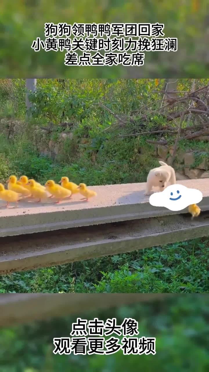 狗狗领鸭鸭军团回家,小黄鸭关键时刻力挽狂澜,差点全家吃席