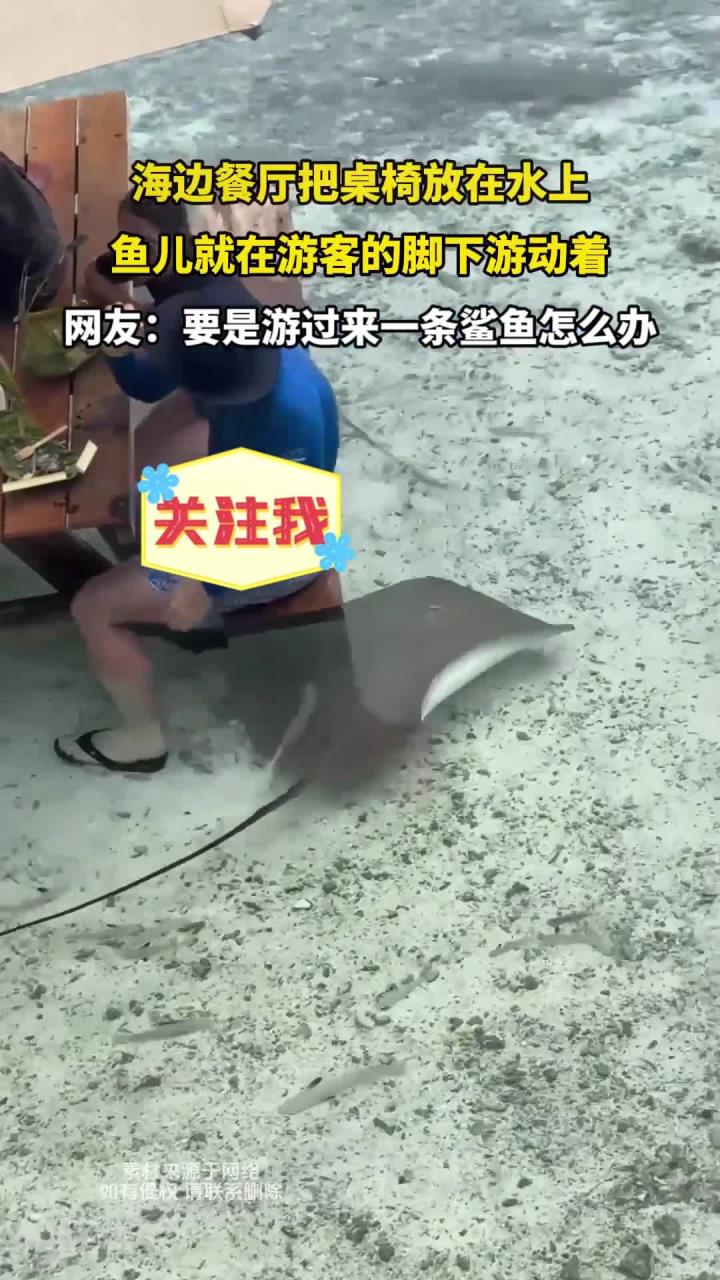 海边餐厅把桌椅放在水上，鱼儿就在游客的脚下游动着