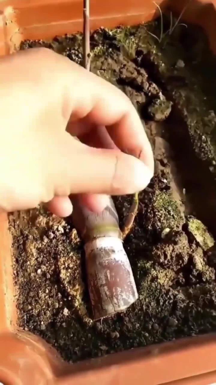 北方盆栽甘蔗种植