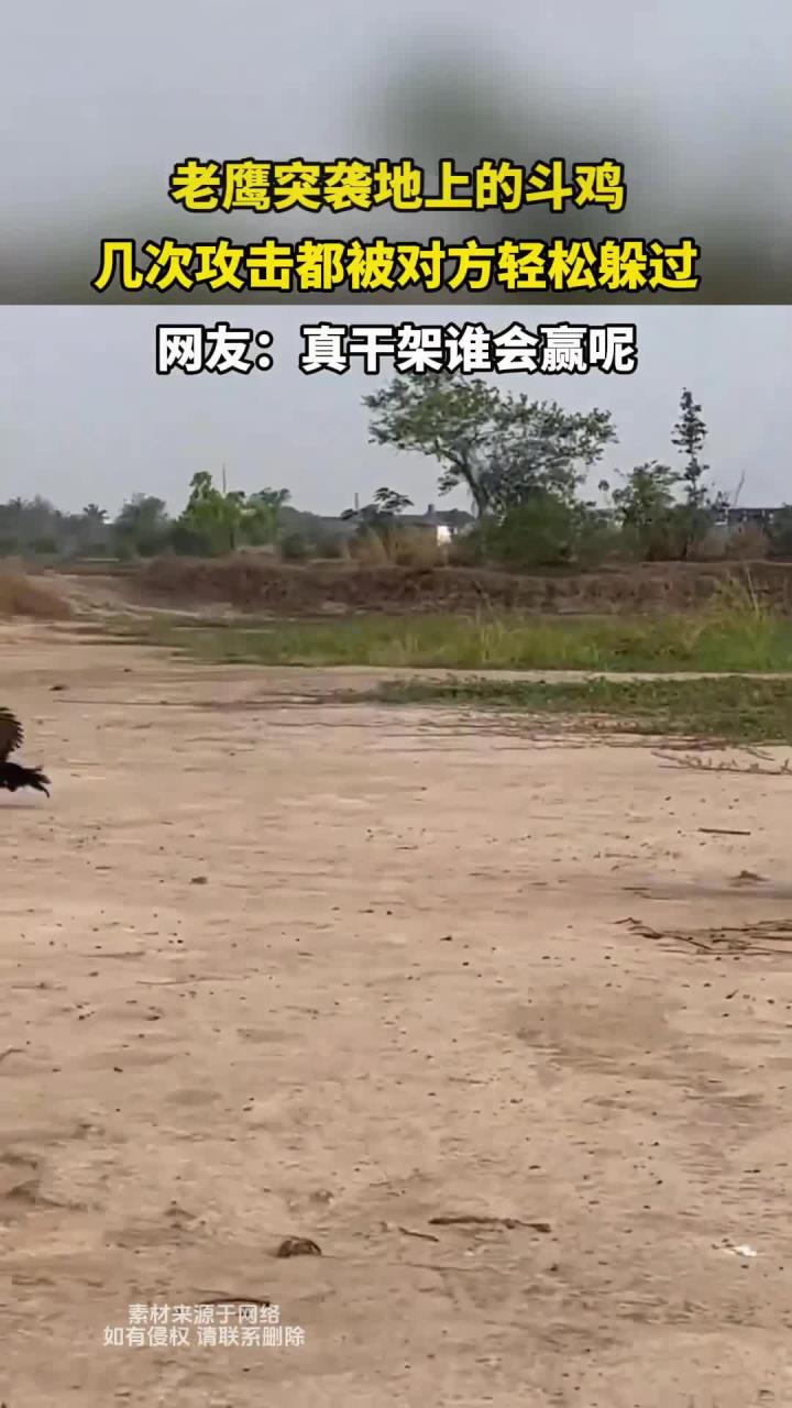 老鹰突袭地上的斗鸡,几次攻击都被对方轻松躲过
