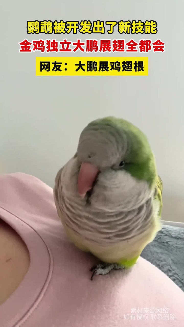 鹦鹉被开发出了新技能,金鸡独立大鹏展翅全都会