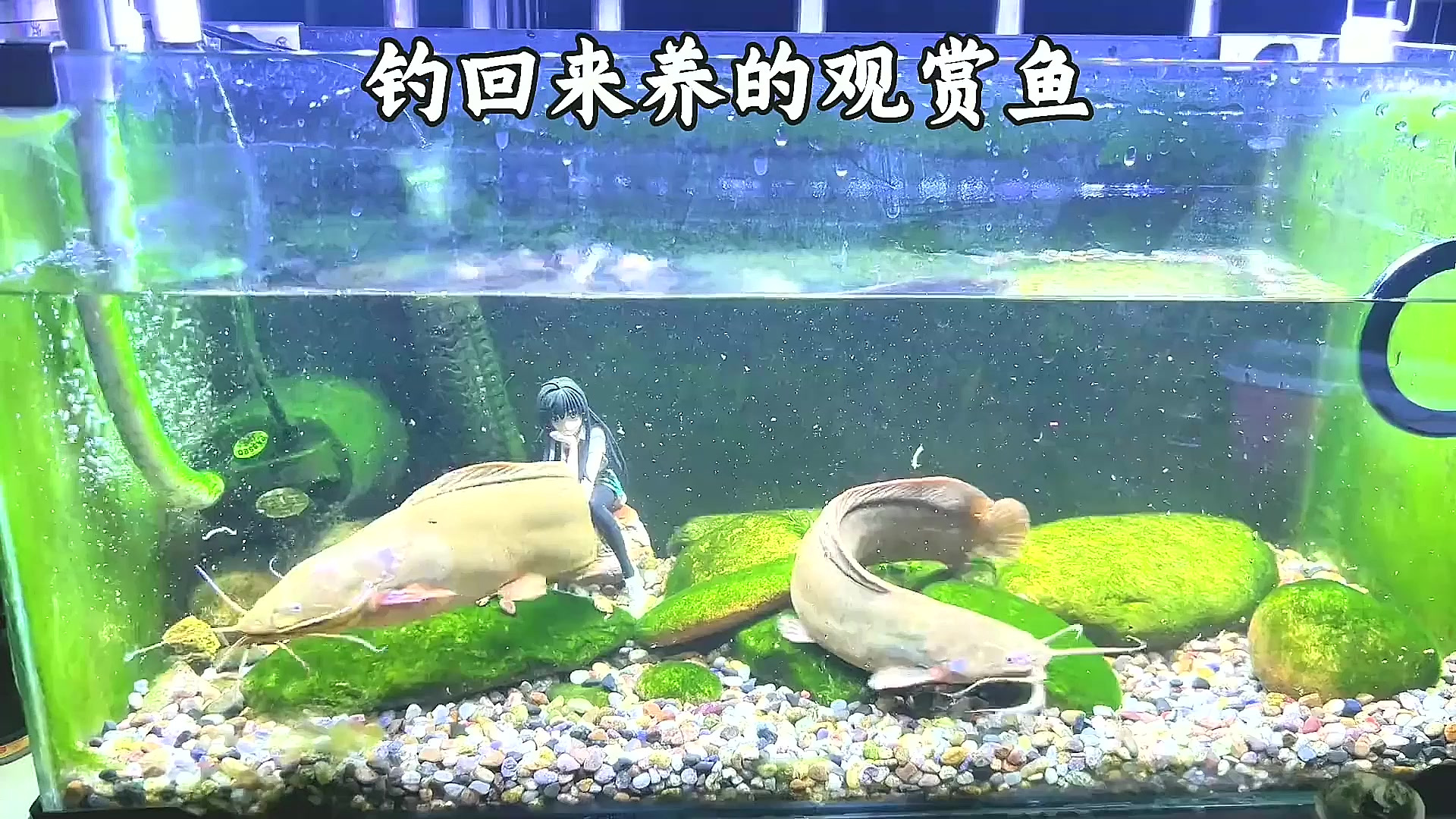 钓到鲶鱼要带回家养,既是观赏鱼,饿了又是下酒菜