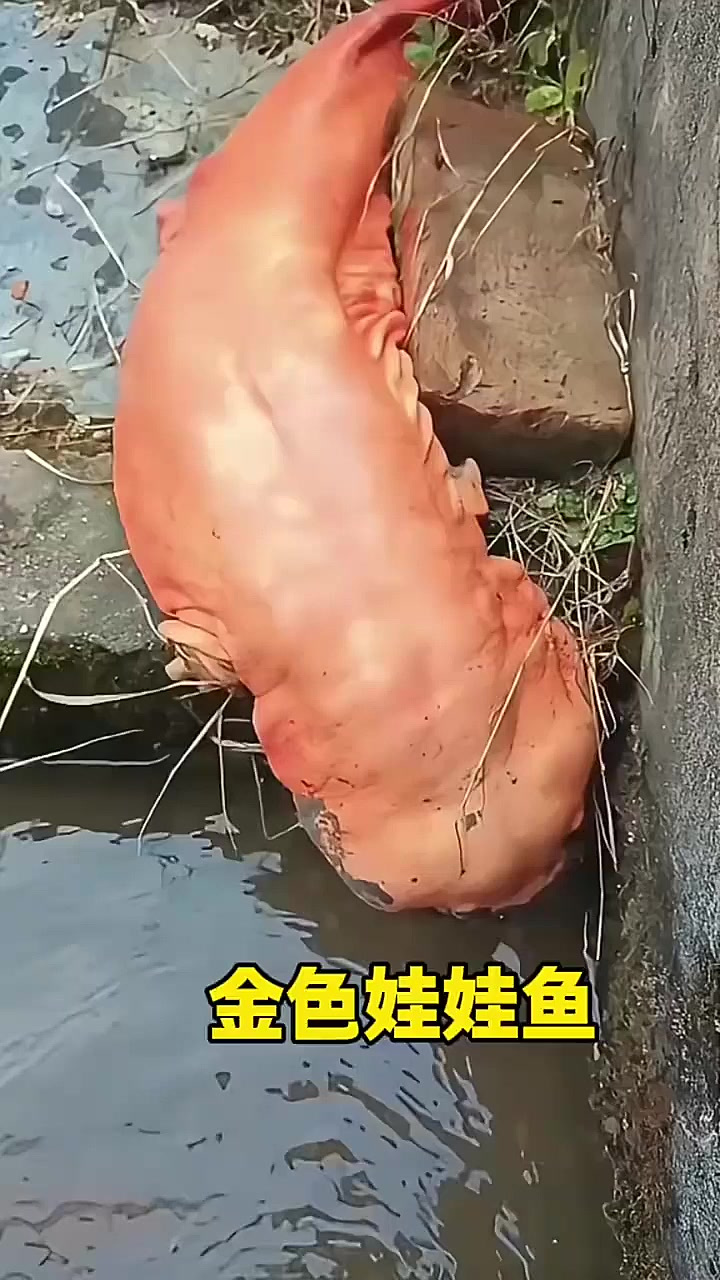 金色娃娃鱼
