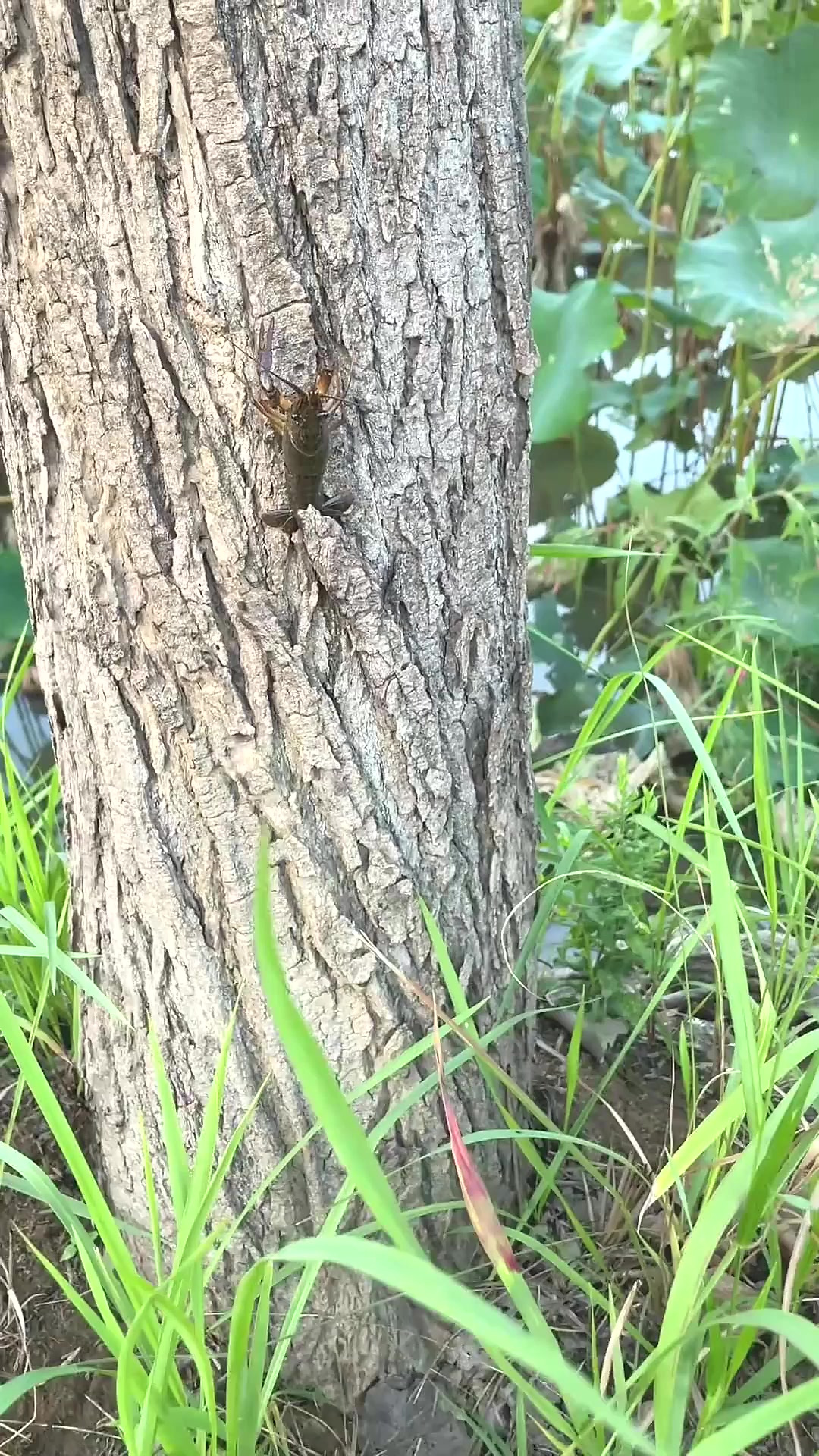 户外偶遇的树虾美食,会爬树的虾,不常见吧?