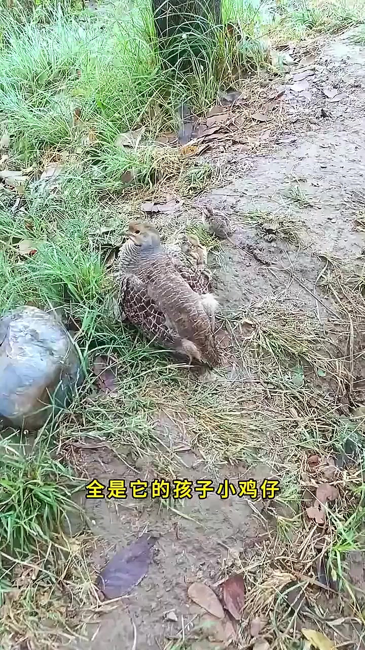野鸡妈妈的翅膀下面全是它的孩子