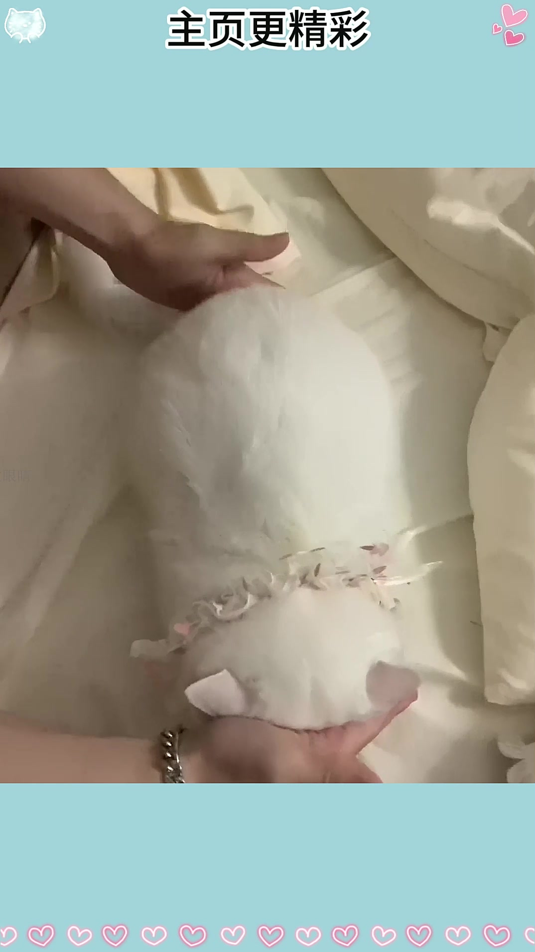 这是啥呀~软软乎乎QQ弹弹的手感真好！宠物治愈每一天