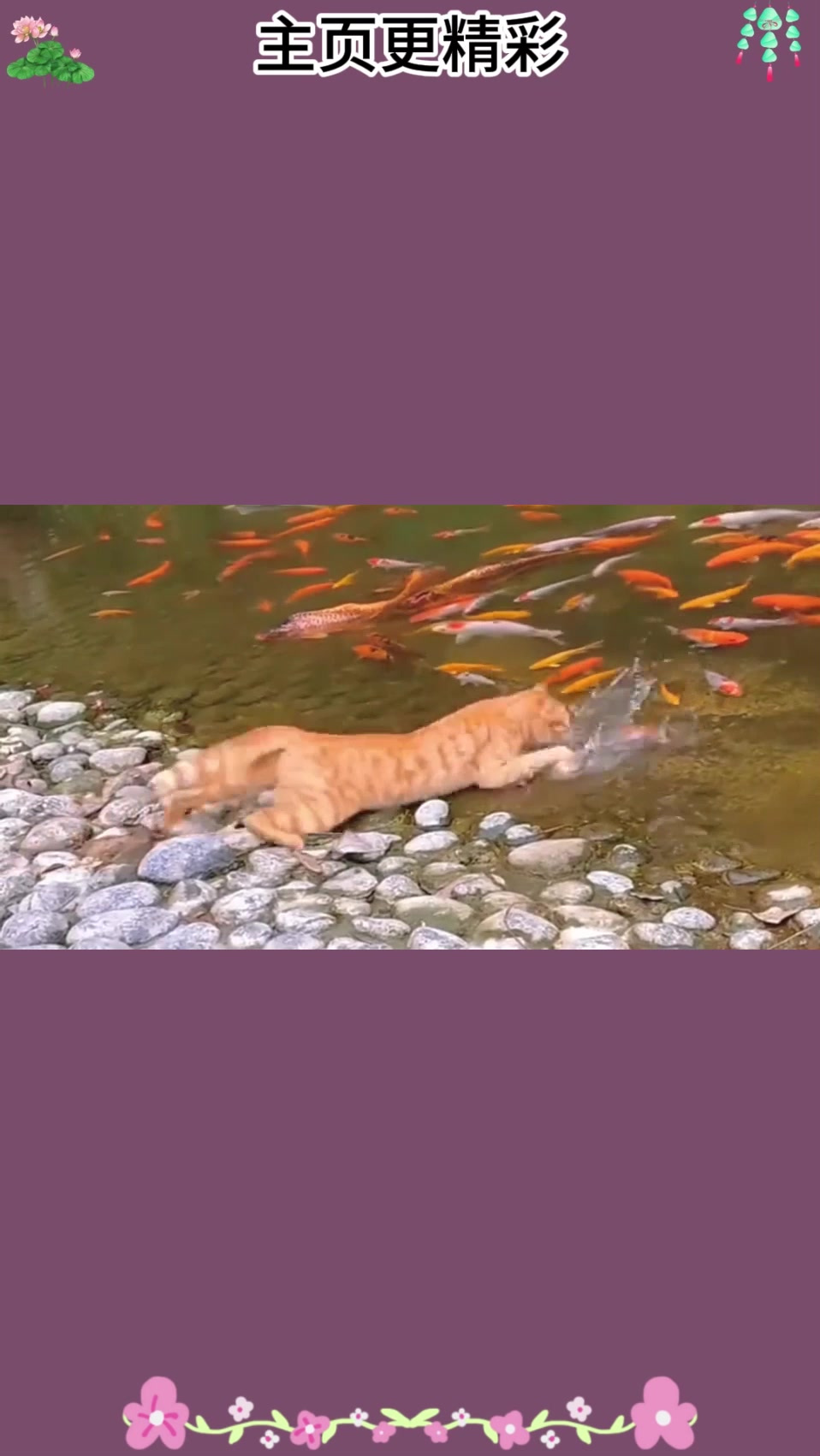 那些猫咪抓鱼名场面，来看看谁才是猫界抓鱼大师