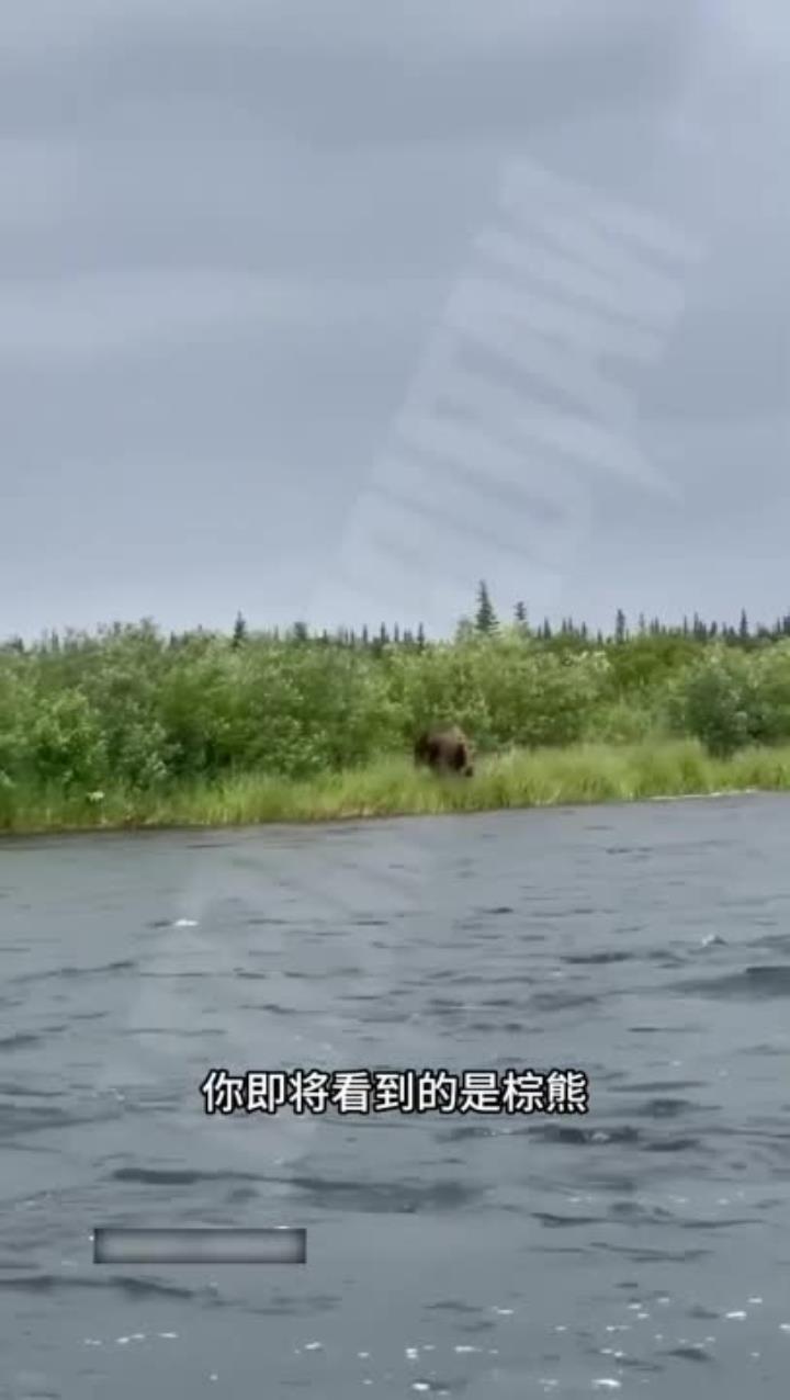 最大的陆地食肉动物科迪亚克岛棕熊捕捉上千斤驼鹿