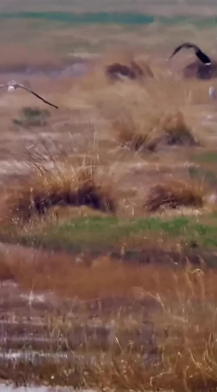湖边白尾鹞与凤头麦鸡的紧张对峙瞬间