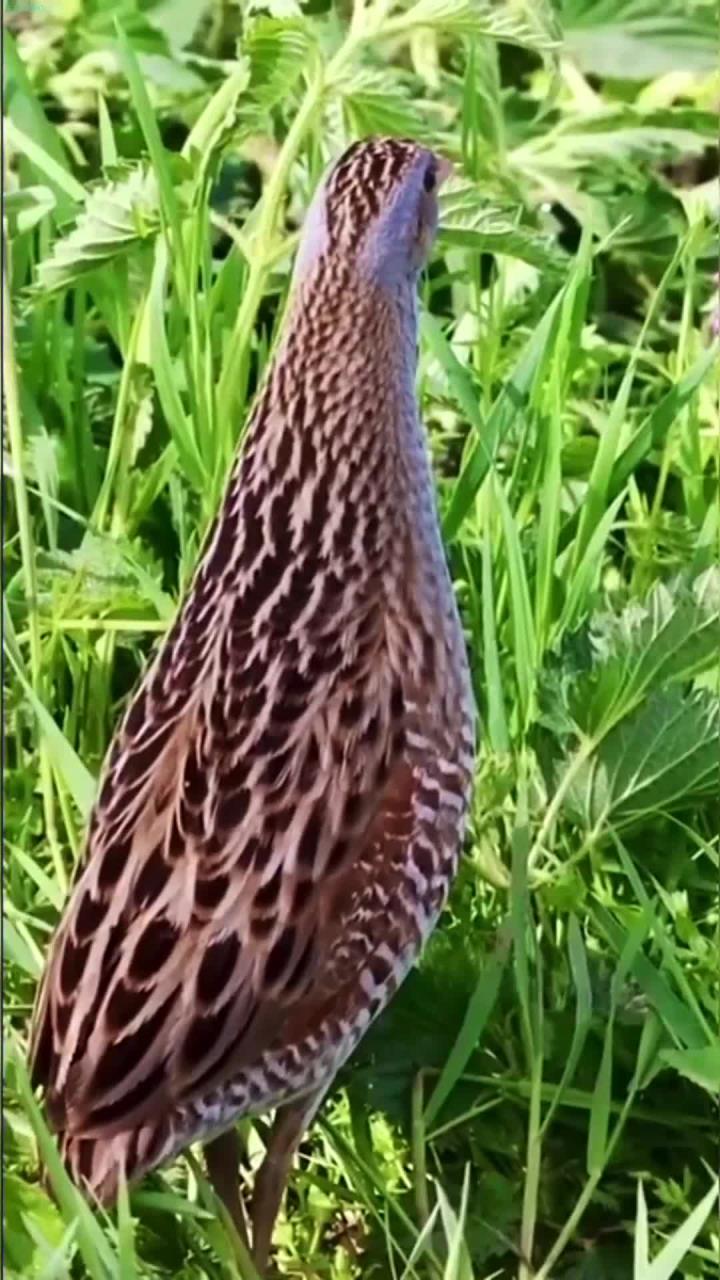 听听普通秧鸡的奇妙叫声,或许会带给你惊喜新体验