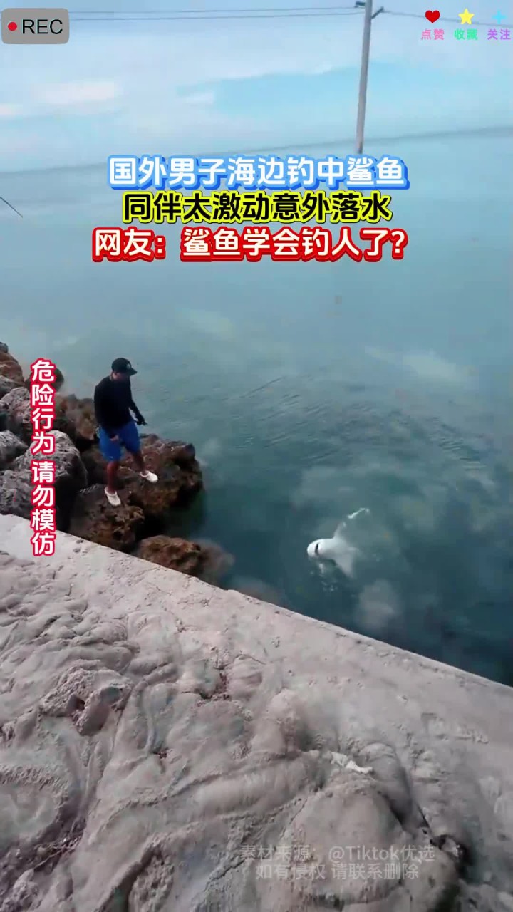 国外男子海边钓中鲨鱼,同伴太激动意外落水,网友:鲨鱼学会钓人了?