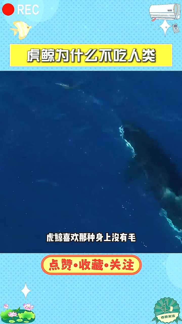 虎鲸为什么不吃人?人长在了虎鲸的萌点上