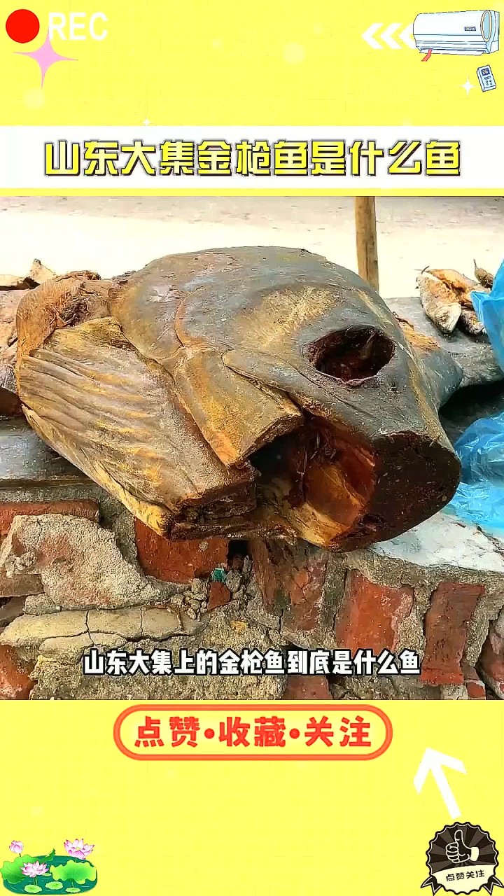山东大集上的金枪鱼到底是什么鱼?网红炒作还是另有隐情