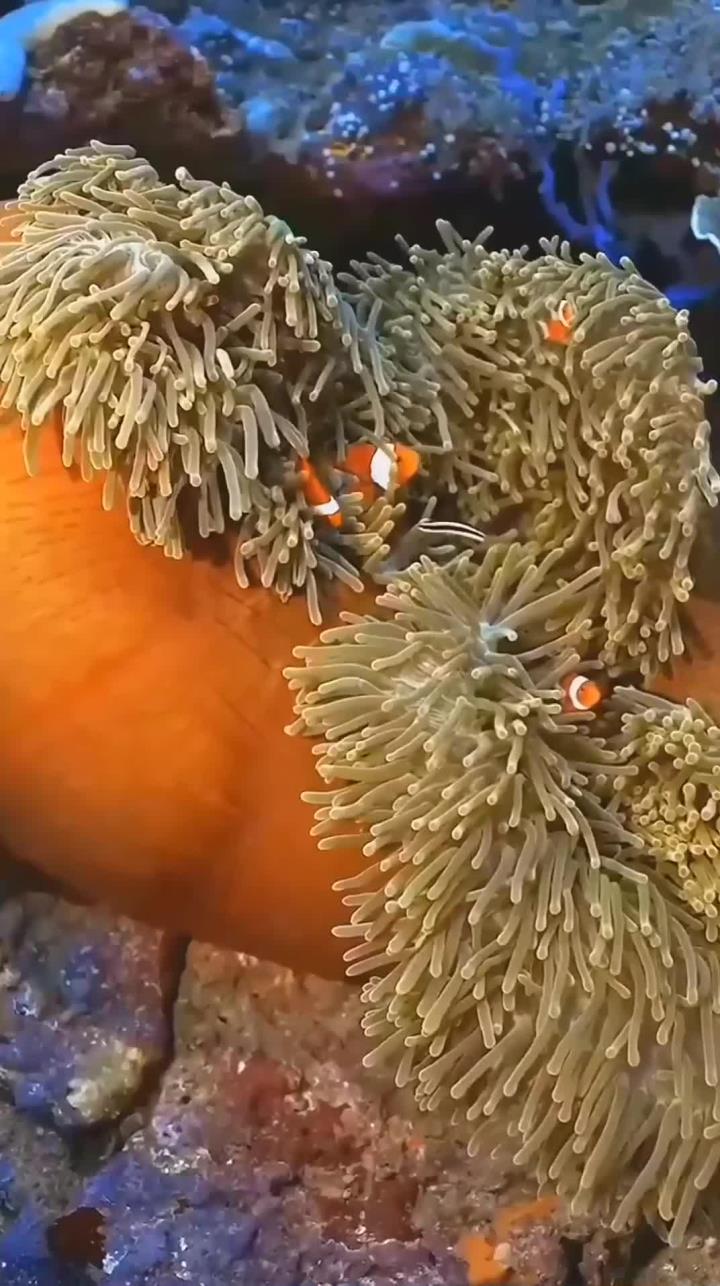 珊瑚礁鱼群梦幻海底世界