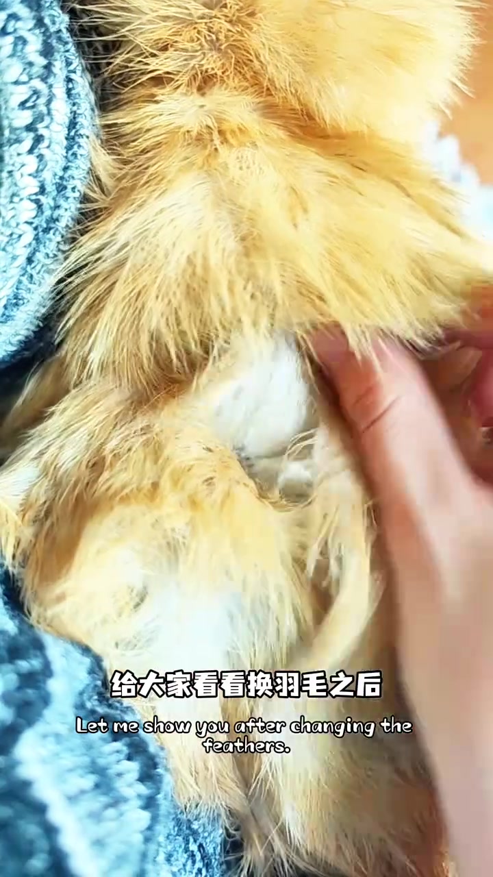 小鸡的新羽毛是如何长出来的