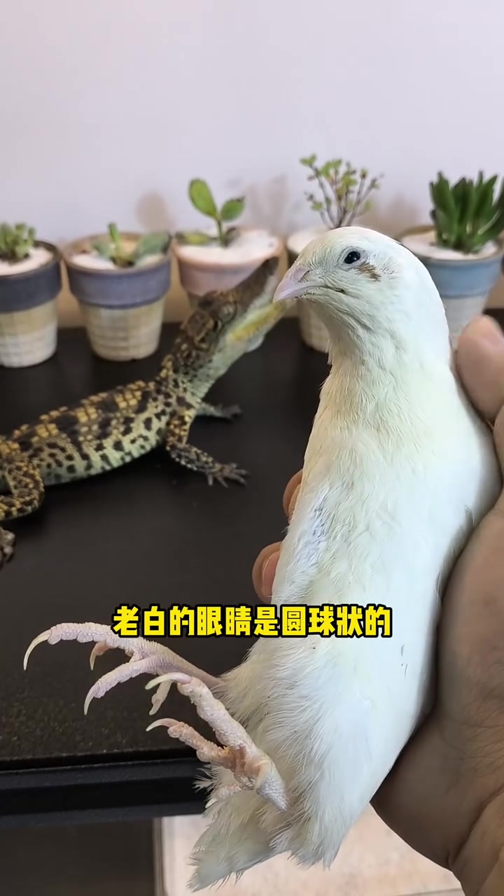 瞬膜是什么?为什么鳄鱼有?