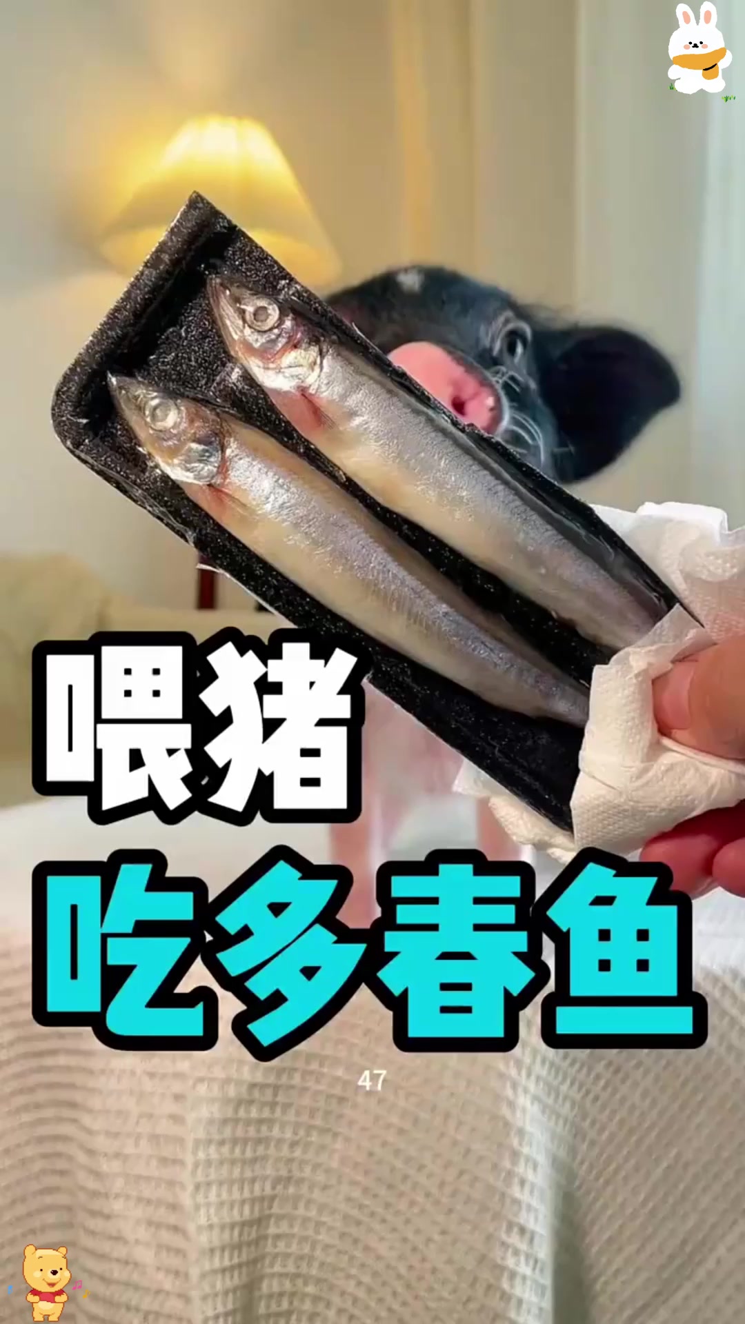 6年不吃鱼猫开始吃鱼了！