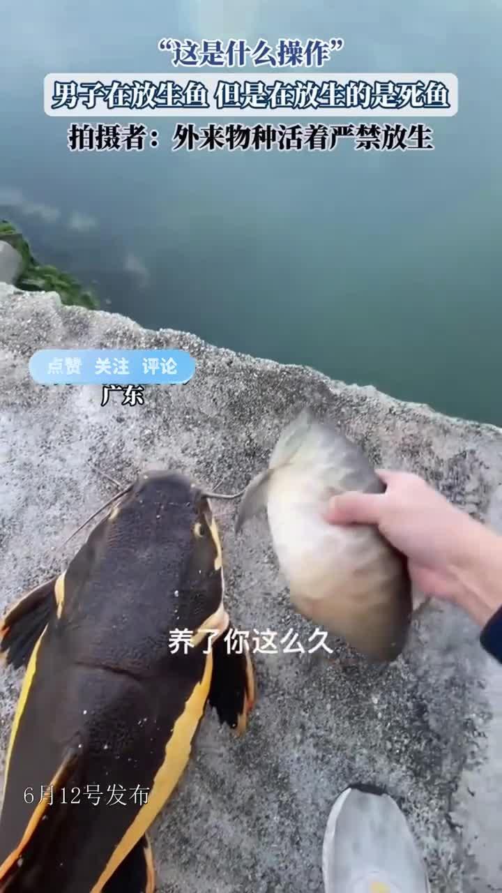 “这是什么操作”，男子在放生鱼，但是在放生的是死鱼