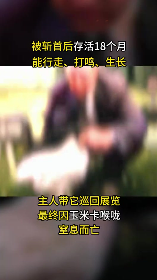 1945年美国无头鸡麦克，断头后活蹦乱跳18个月，甚至开启巡回演出