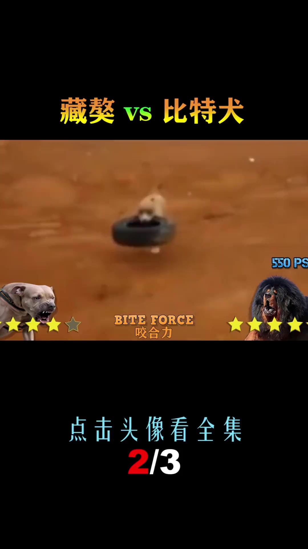 第2集_藏獒vs比特犬，当东方战胜遇到西方武圣，谁会笑到最后