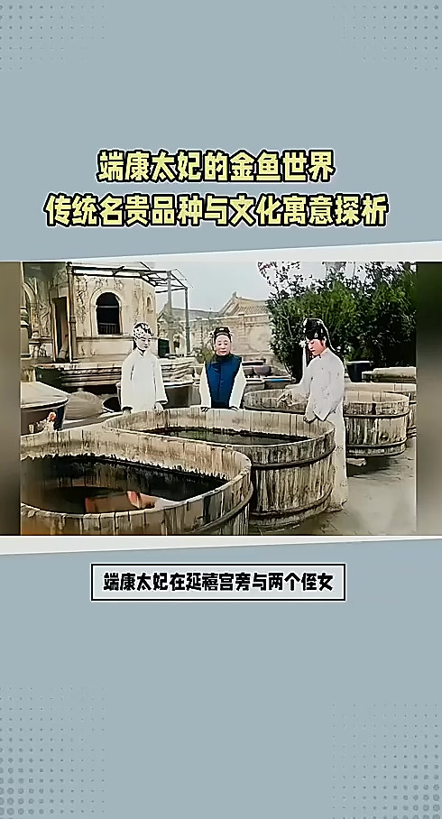 从龙睛到鹅头红:端康太妃的金鱼饲养之道与宫廷雅趣