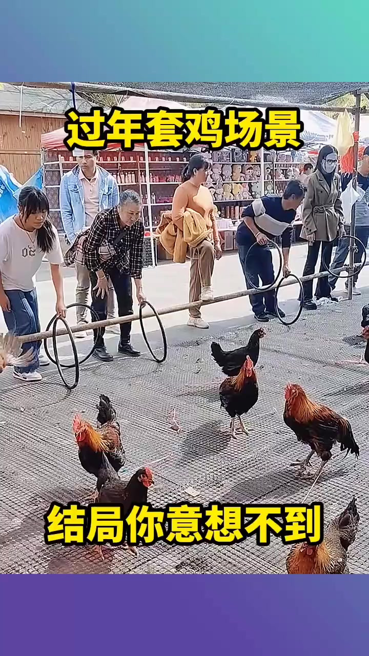 过年套鸡场景,结局你意想不到!