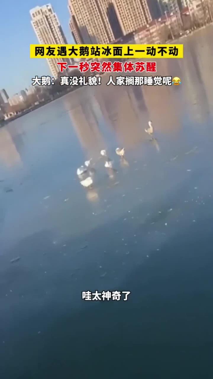 小伙看见一群鹅在冰面上一动不动，下一秒集体抬头，原来是在睡觉啊