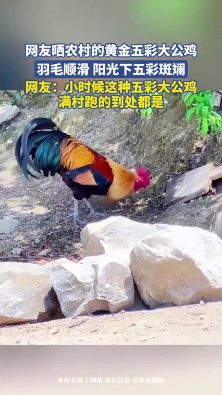 网友晒农村的黄金五彩大公鸡，羽毛顺滑 阳光下五彩斑斓