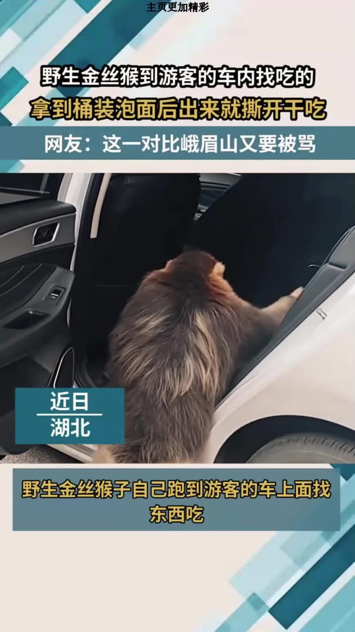 野生金丝猴到游客的车内找吃的，拿到桶装泡面后出来就