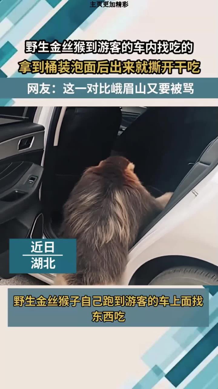 野生金丝猴到游客的车内找吃的,拿到桶装泡面后出来就