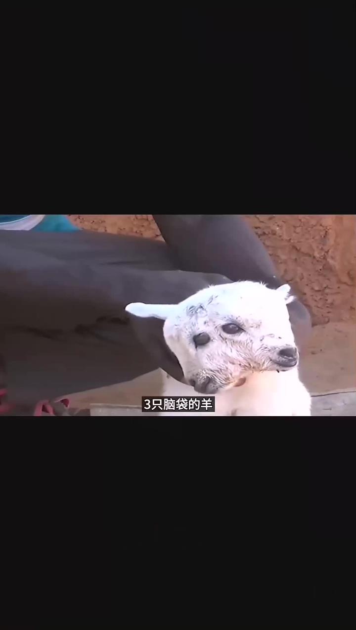 被核辐射感染的动物有多恐怖?96条触手的章鱼,三颗脑袋的山羊