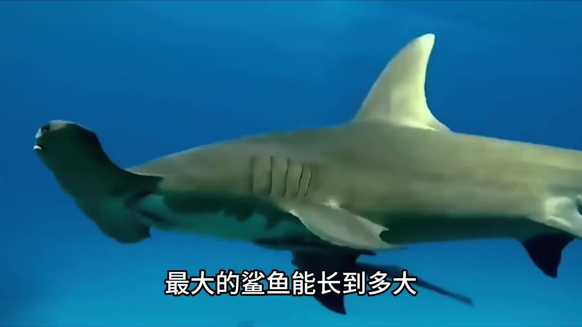 鲨鱼为什么害怕海豚