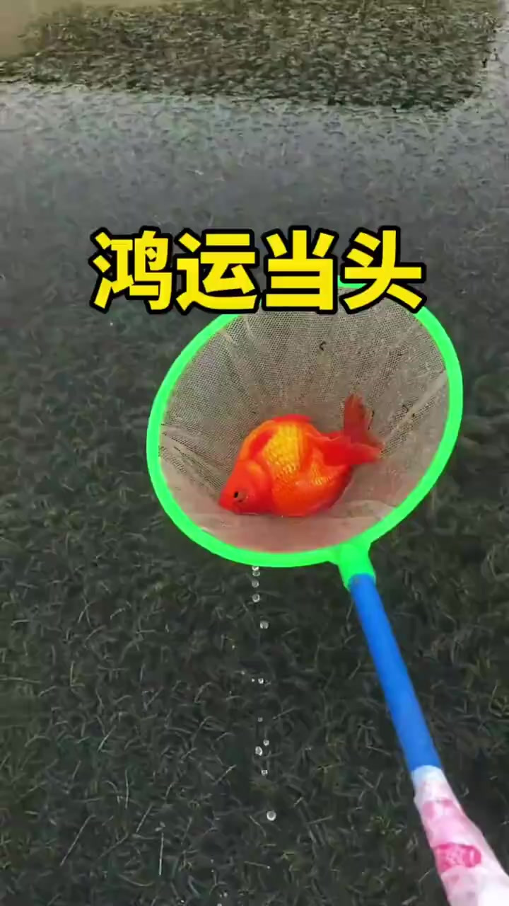 水塘惊现大金鱼,肚子鼓鼓令人好奇,究竟是怀孕了吗?