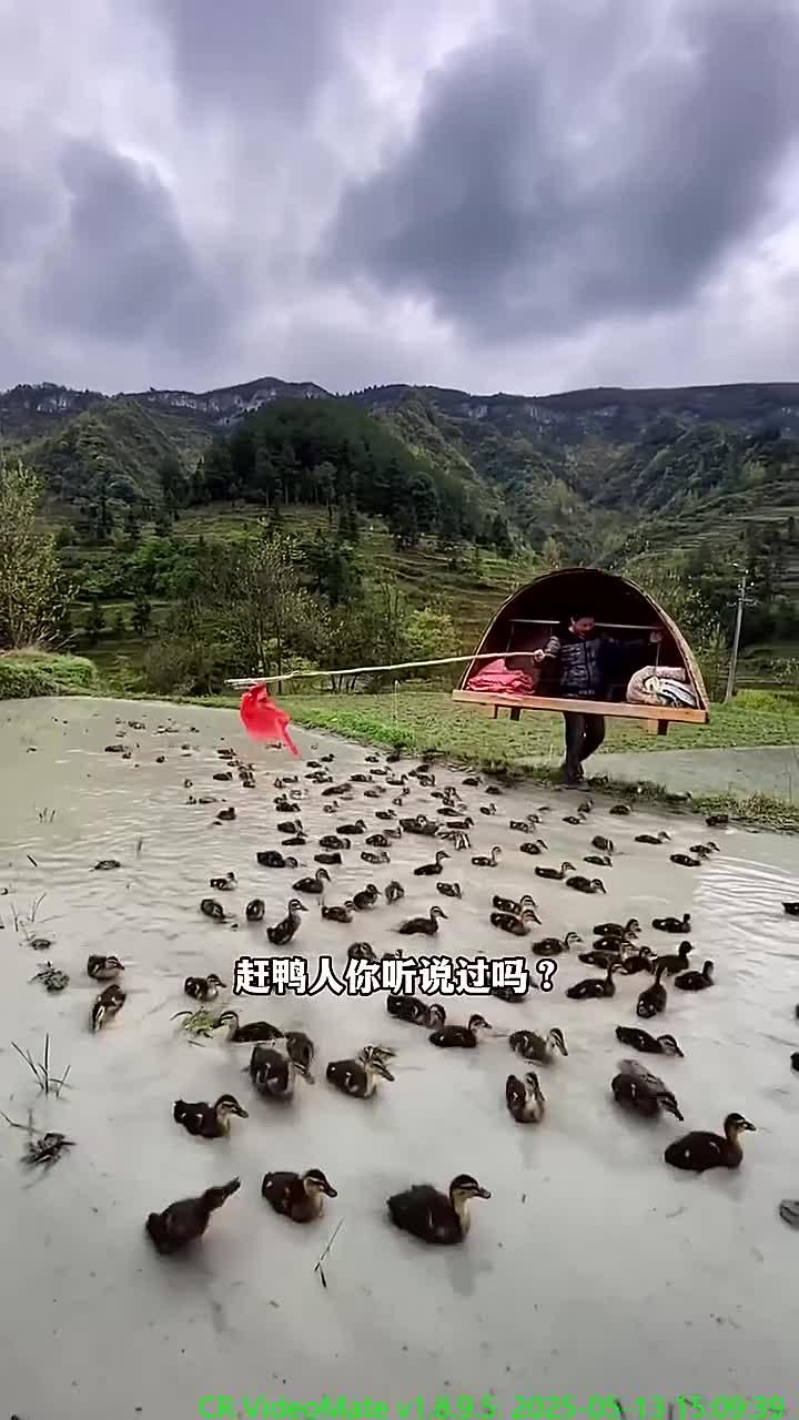 中国即将消失的流传千年的古老行业,神奇的赶鸭人。旅游推荐