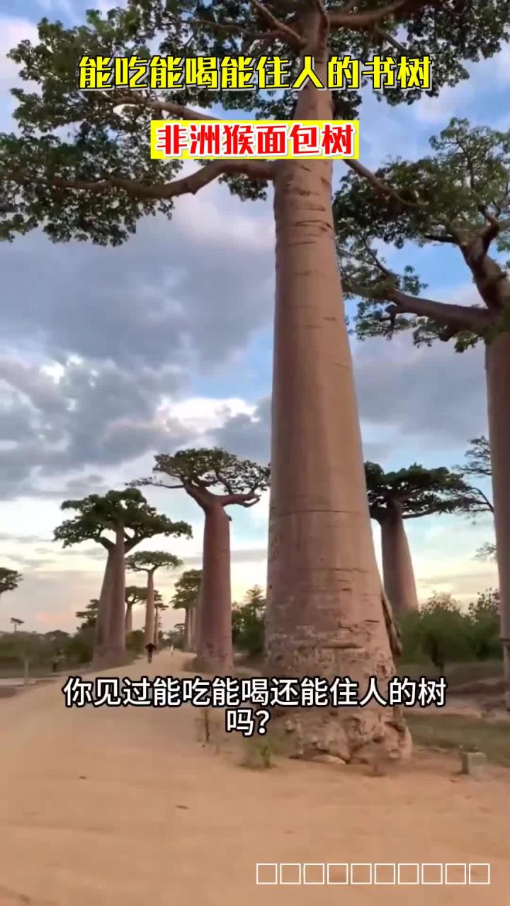 能吃能喝能住人的书树，非洲猴面包树