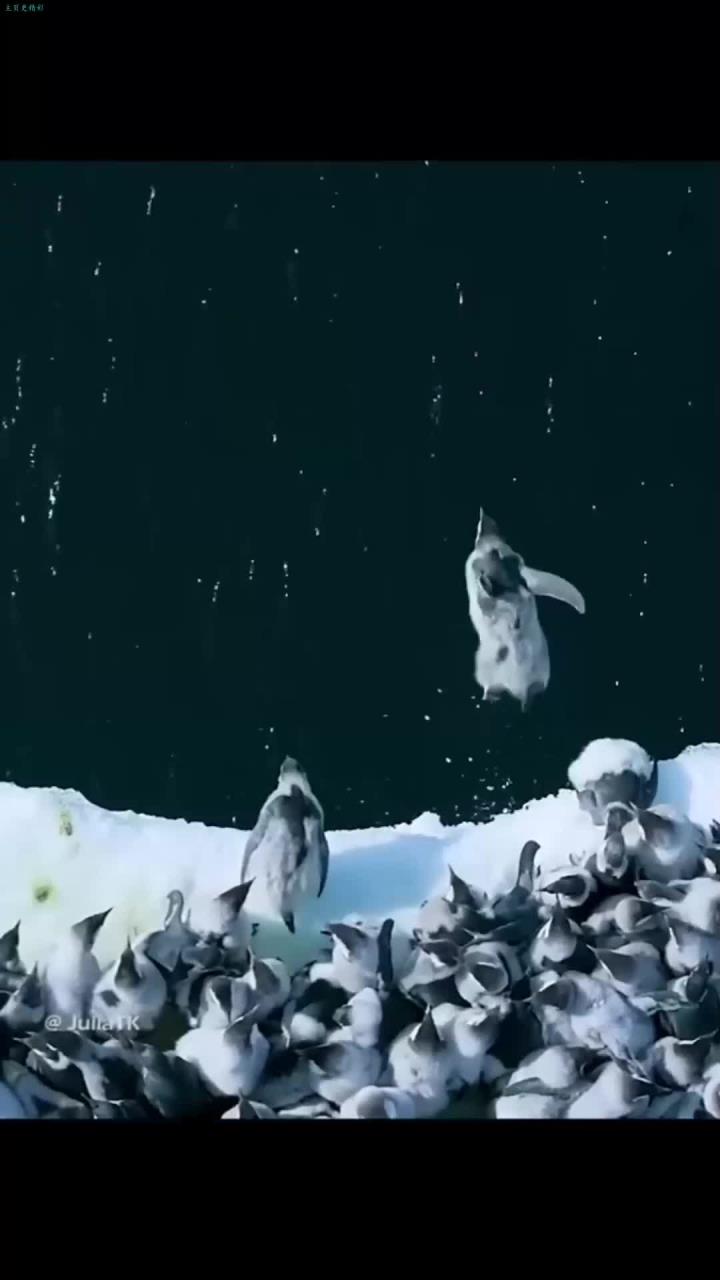 小企鹅看似无害,但一旦出手可谓强悍!