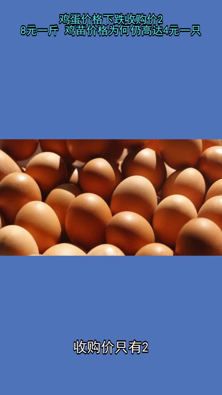 鸡蛋价格下跌收购价8元一斤 鸡苗价格为何仍高达4元一只