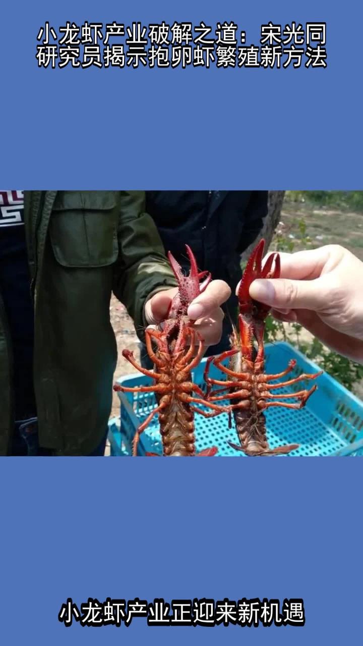 小龙虾产业破解之道：宋光同研究员揭示抱卵虾繁殖新方法