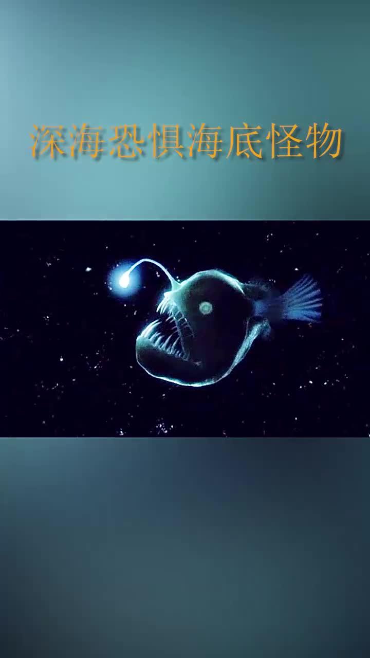 大王乌贼捕食同类,抹香鲸误吞皇带鱼