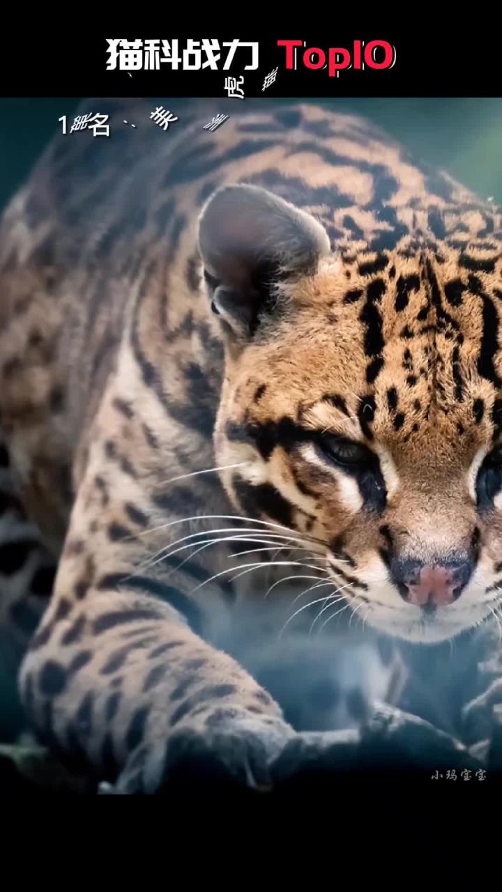 猫科动物实力排名,谁才是最强王者?