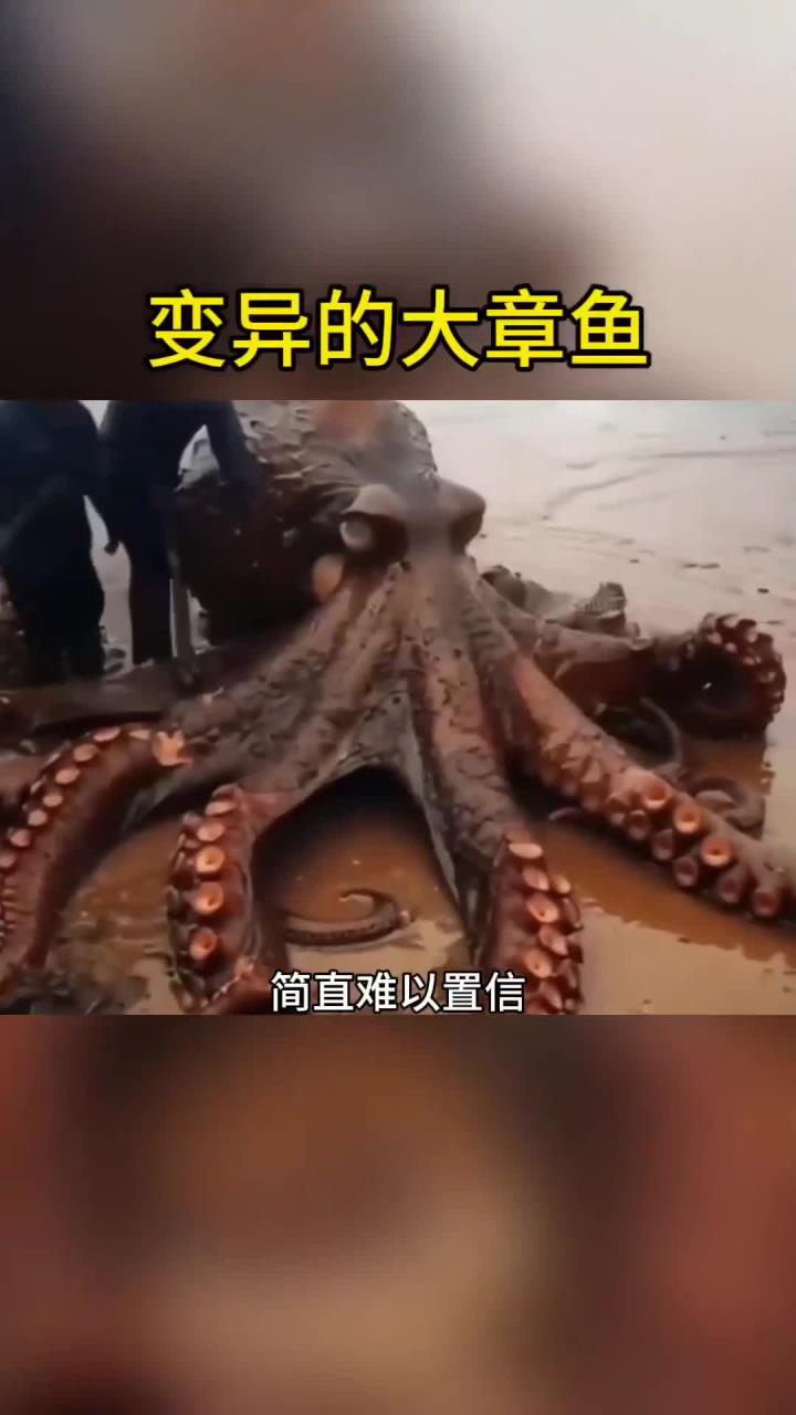 神秘变异大章鱼现身,震撼全场!