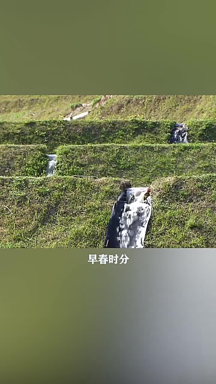 鲶鱼交配产卵