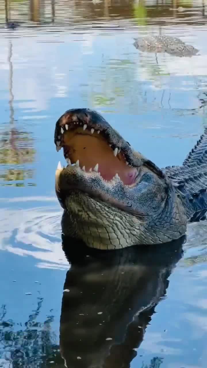 巨大鳄鱼打哈欠,太震撼了!