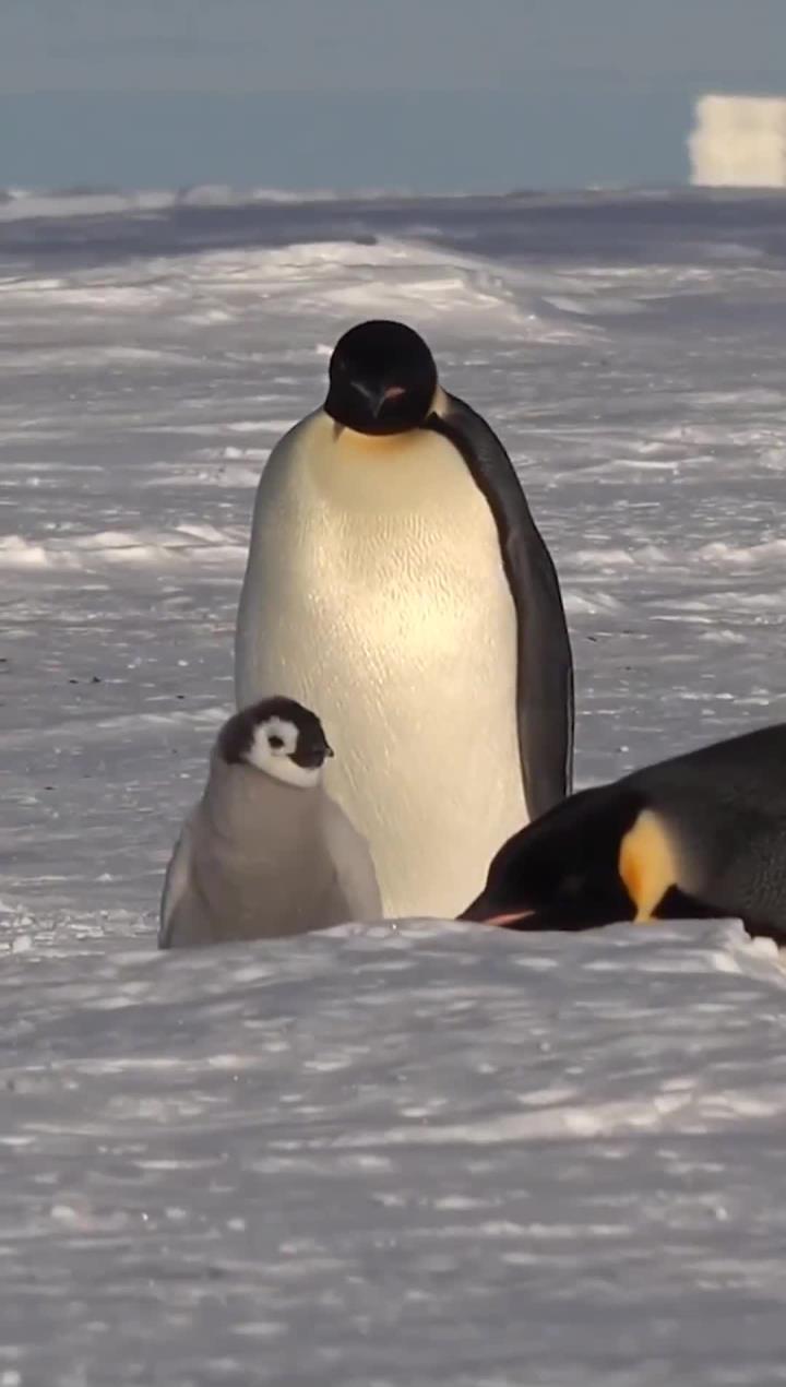 南极帝企鹅宝宝成长记,爸爸始终守护在身边
