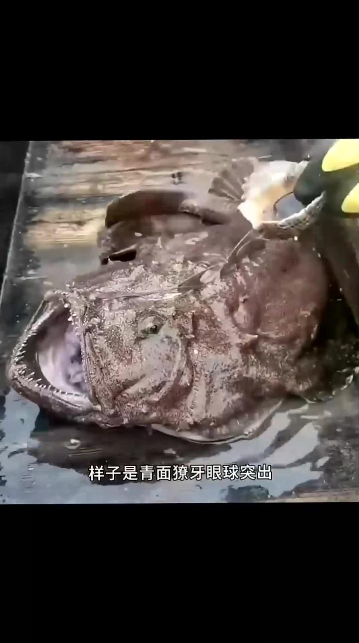 长相丑陋的鮟鱇鱼小姐，跟它多位吃软饭的男友！