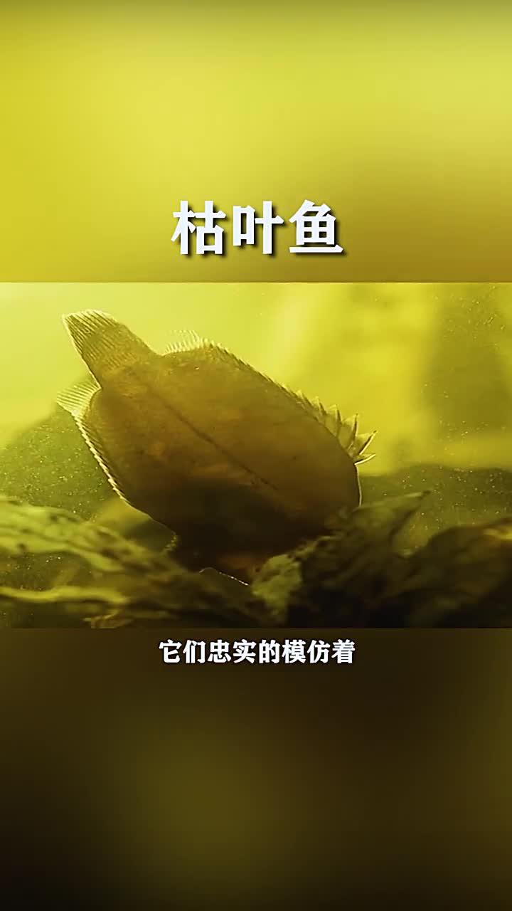 伪装大师枯叶鱼