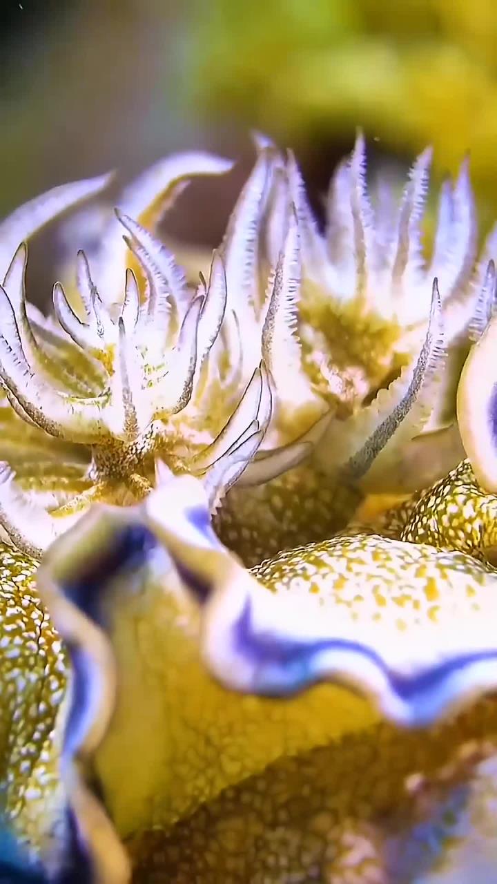 五彩斑斓的超高清海底世界动态壁纸下载